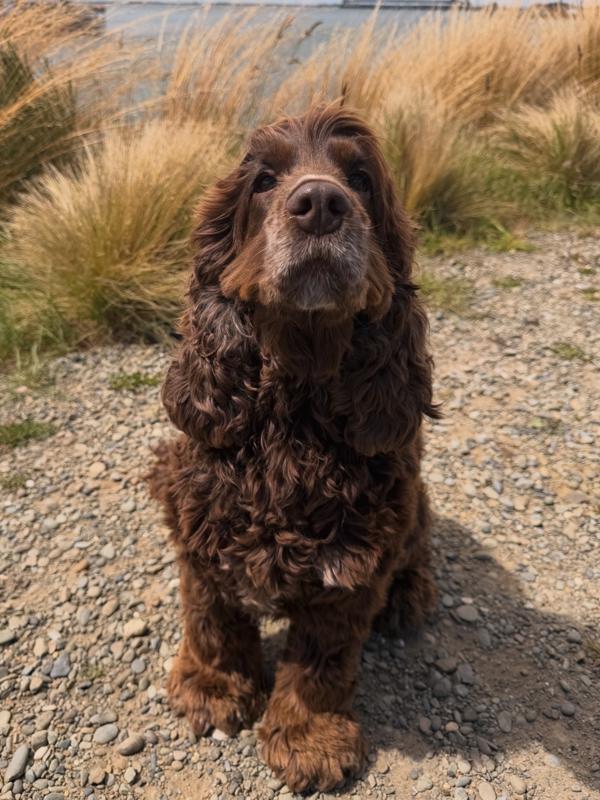 Hazel