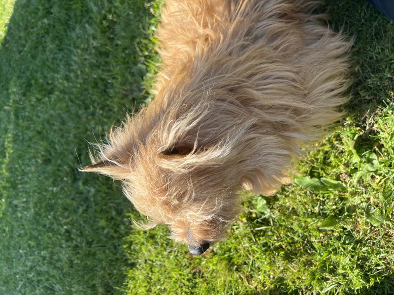Little Dog