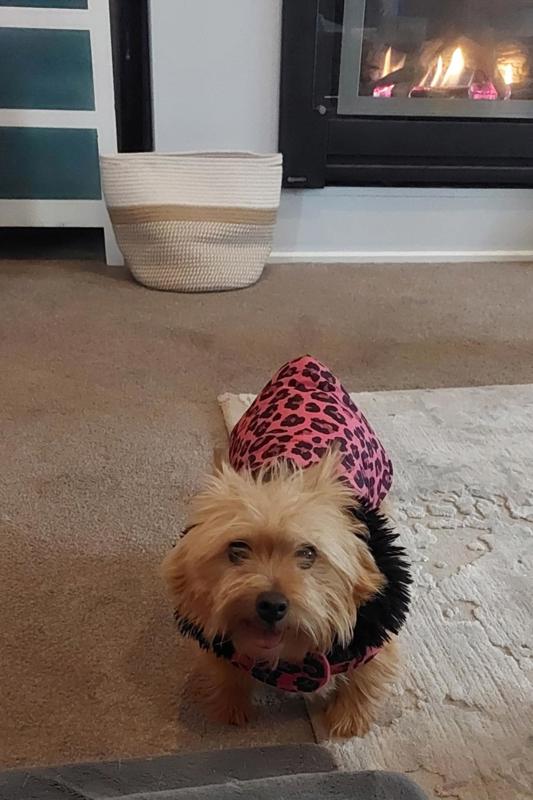 Little Dog