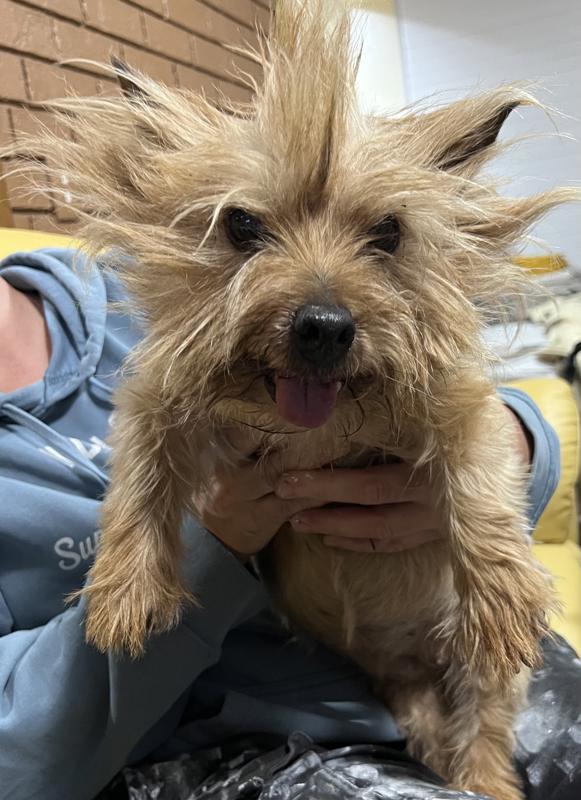 Little Dog