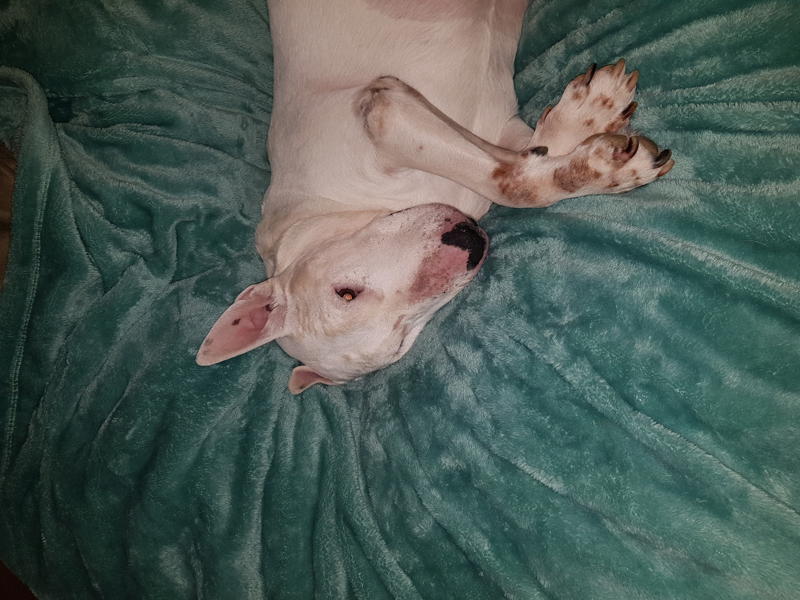 Bowie